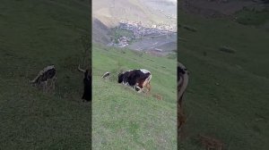 Природа Чародинского района ,село ириб