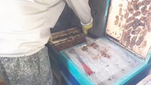 ВЫВОД ПЧЕЛИНЫХ МАТОК, ПОЛНЫЙ ЦИКЛ, ПОДРОБНО ОТ А ДО Я. часть 1 Матковод