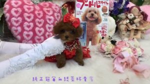 Tiny Teacup Poodle Teddy Bear小茶杯