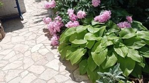 ПИОН - император сада! Пионы в саду. Цветет пион, которому 45 лет!