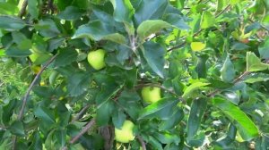 Неприхотливый поздне-зимний японский сорт / Яблоня КОРЕЙ