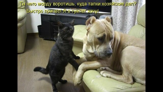 Юмор.Веселые картинки про животных для настроения.Позитив.Веселая Открытка для настроения. смотреть онлайн