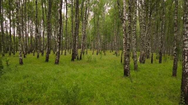Береза