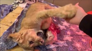 Львичка Ассада. Ты будешь самой счастливой!