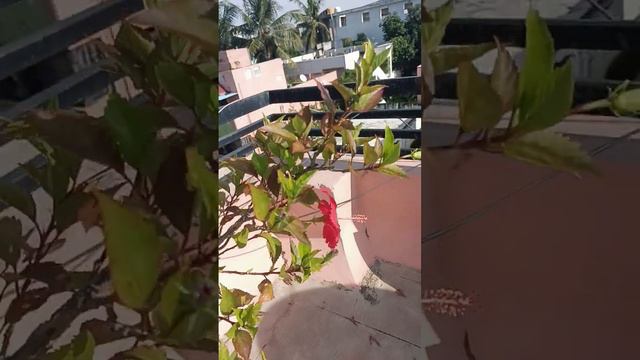 wow excellent today blooms of Red hibiscus in our terrace garden 🌺🌺🙏🙏