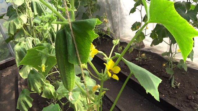 Обзор теплицы в начале июля 2021года. Я Люблю тебя жизнь! смотреть онлайн