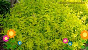 Спирея японская Голдмаунд. Краткий обзор, описание характеристик spiraea japonica Goldmound