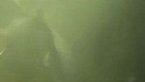 Подводная охота на сазана! Астрахань 2012.