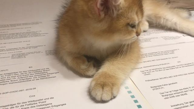 ???БИОФОКУС???ГЕНЕТИЧЕСКИЙ АНАЛИЗ КОШЕК❤️?❤️ЗОЛОТАЯ ШИНШИЛЛА КОШКИ?