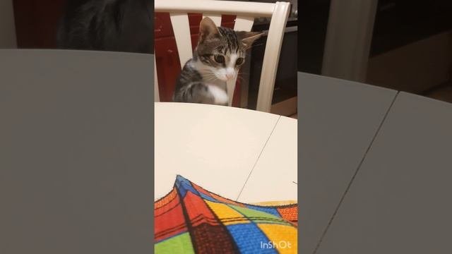 любовь и коварство