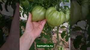 Ночная свеча