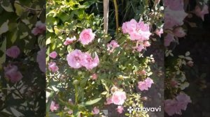 Роза " ДЖОН ДЕВИС ".