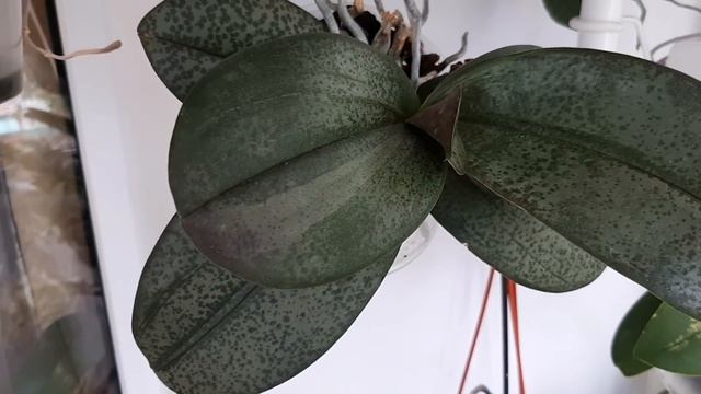 Отёки на орхидеях летом.Регулируем почвенную микро- фауну.Красный клещ вернулся. смотреть онлайн