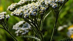 Лечебные свойства тысячелистника