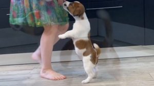 В нашем питомнике вы можете купить щенка Джек Рассел терьера