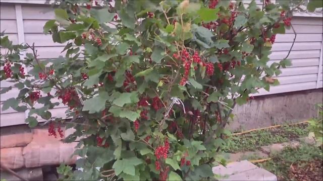 Урожай красной смородины и малины! смотреть онлайн