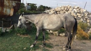 Боздай Йомудская Лошадь Turkmenistan Karakum desert Horses Туркменистан Красноводск Туркменбаши