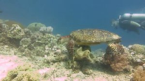 Дайвинг на Филиппинах