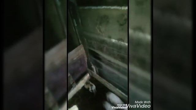 Взвешивание поросят 24дня,эксперимент с кормом Purina смотреть онлайн