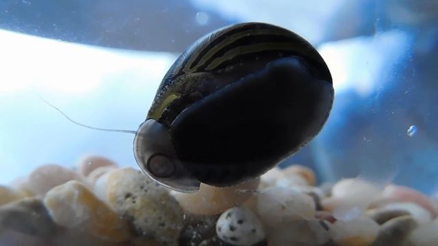 Nikon COOLPIX B500 camera check with snail смотреть онлайн