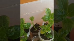 ЧЕРЕНКОВАНИЕ КРУПНОЛИСТНОЙ ГОРТЕНЗИИ МОЛОЧНЫМИ ЧЕРЕНКАМИ В ПОДПОЛЬЕ.РЕЗУЛЬТАТ ЧЕРЕНКОВАНИЯ.