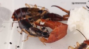 Уховёртки. Эти насекомые залезают в уши спящим людям и откладывают яйца в мозг. // Clever Cricket