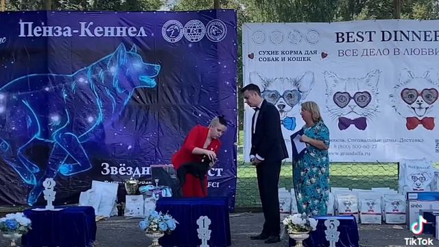 Левретка. Монопородная выставка 22.08.2021 Психика и поведение здорового щенка левретки в ринге. смотреть онлайн