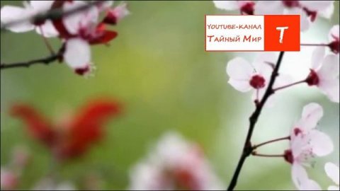 Телепатическое общение с планетой. Ченнелинг и Техника