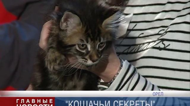 Выставка кошек в Орле смотреть онлайн