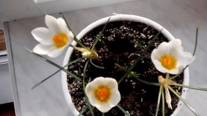 крокусы на подоконнике