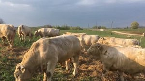 шароле крс в латвие