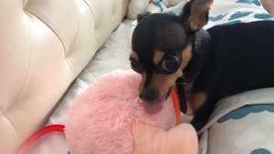 Русский Той Терьер и мягкая игрушка, управление гневом