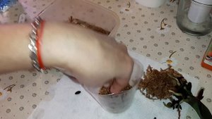 Как из Листа вырастить Орхидею | Phal. Kension