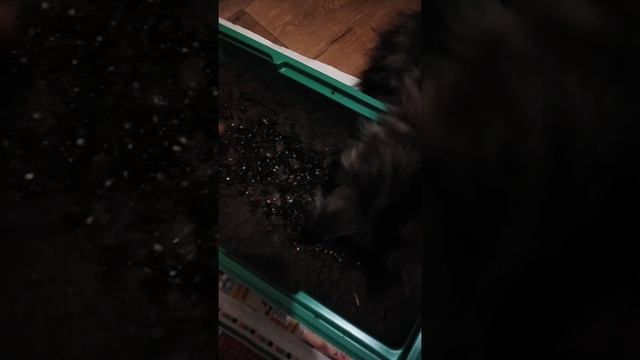 Посев семян кубышки и нимфеи смотреть онлайн