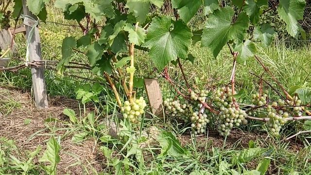виноград Жемчуг розовый, Магдальский и Свенсон Ред