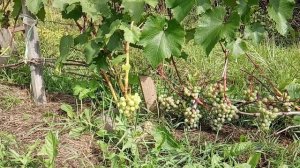 виноград Жемчуг розовый, Магдальский и Свенсон Ред
