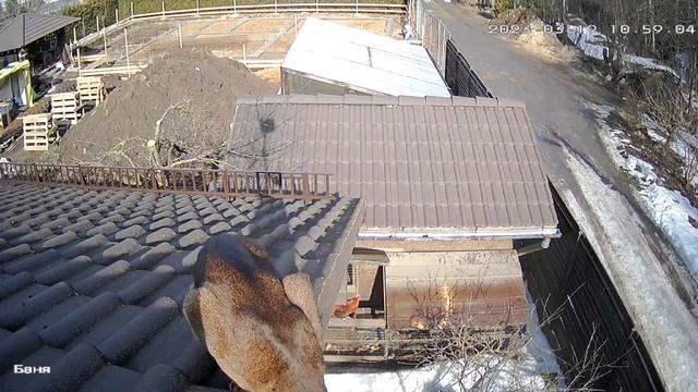 Кот - сосед пришел проверить нашу камеру