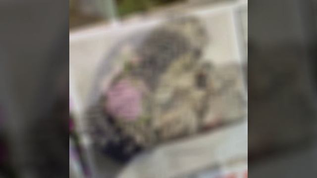 ОБЪЁМНАЯ ВЫШИВКА ШЕРСТЬЮ ✨✨✨ ЛУЧШИЕ РАБОТЫ ! смотреть онлайн