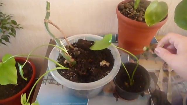 ЧЕРЕНКИ МОНСТЕРЫ/ РАЗМНОЖЕНИЕ смотреть онлайн