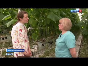 Шмели БиоИнновации в тепличном комбинате "Новосибирский"