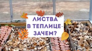 16.11.2022 Листва ?? в теплице- зачем она там? Зачем почве углерод?