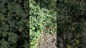 Весенние развитие.