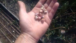 Как вырастить бульбочки озимого чеснока и для чего они нужны