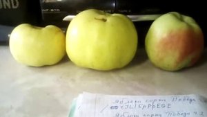 Яблоки сорта Победа. ч 3