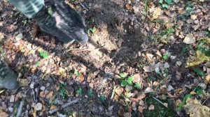 Осенний коп в Калужской области Сухиничский район по старой немецкой дороге.