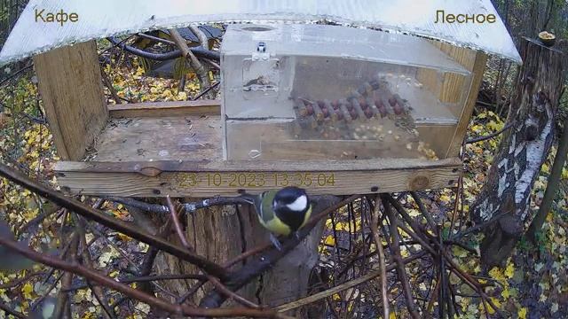 Кафе "Лесное" смотреть онлайн