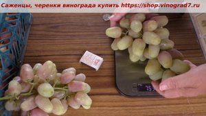 Виноград Князь Воронцов готов был 6 августа 2023 года, нбрал сахар и приличный размер, не окрасился.