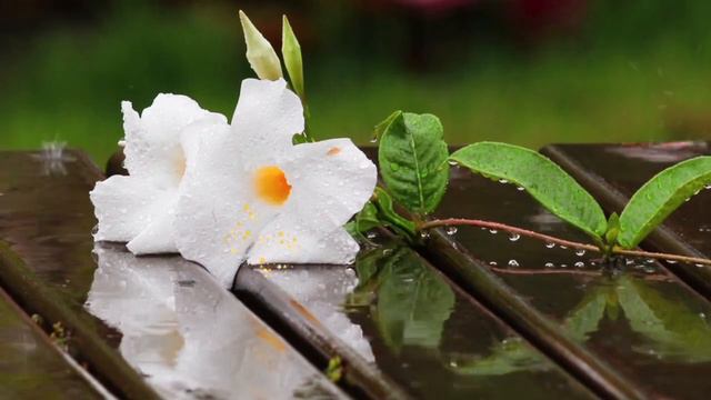 ЖИЗНЕРАДОСТНАЯ МУЗЫКА 👍.Льют дожди.Муз.Сергей Чекалин. смотреть онлайн