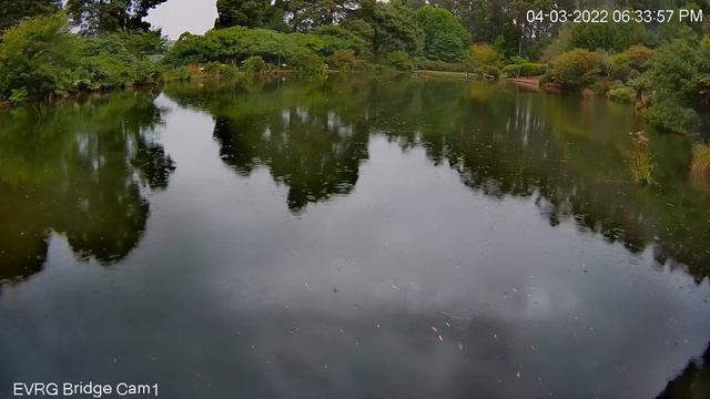 Emu Valley Rhododendron Garden Live Stream смотреть онлайн