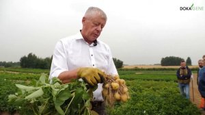 DokaGene сорт картофеля собственной селекции - ПРАЙМ